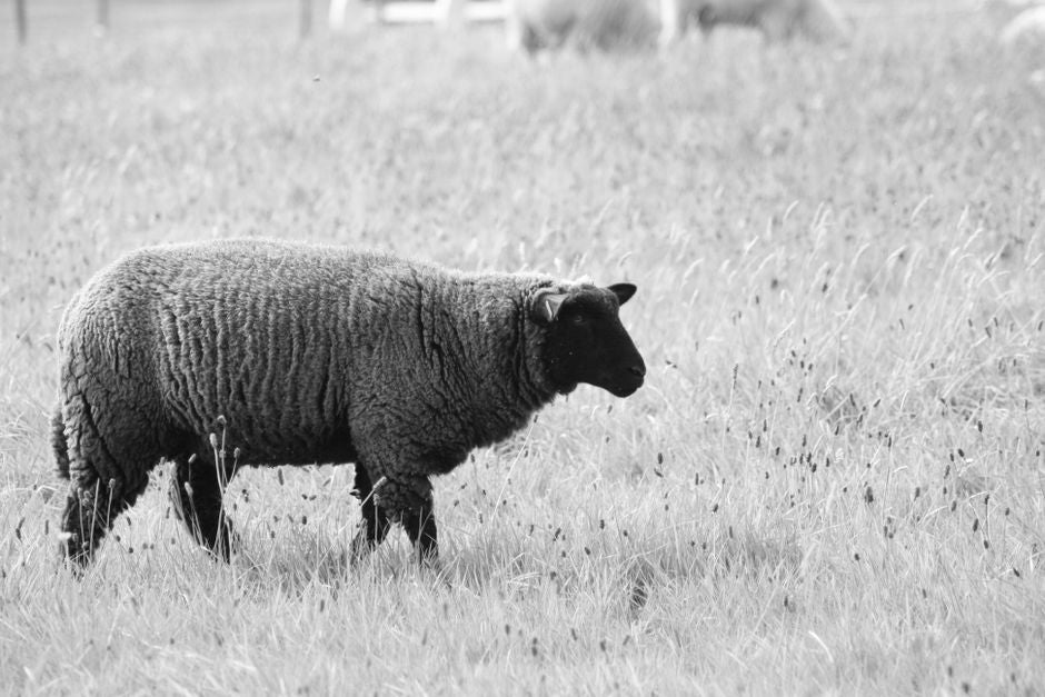 Why Choose Sustainable Wool? The Environmental and Ethical Case